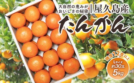 ＜先行予約／数量限定＞屋久島産たんかん 約5kg（Lサイズ／約30玉）【2027年2月中旬以降お届け】