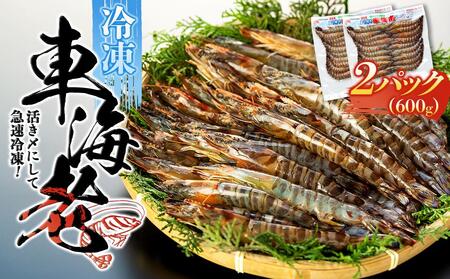 活き〆冷凍 車海老 Mサイズ 計600g  鹿児島県産 (養殖)