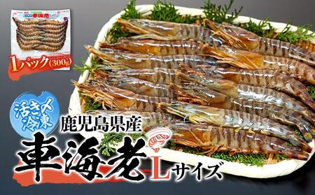 鹿児島県産 活き〆冷凍 車海老（養殖）Lサイズ 300g（14～16尾）1パック セット