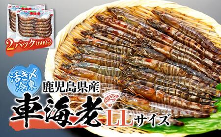 鹿児島県産 活き〆冷凍 車海老（養殖）LLサイズ 計600g（300g 10～12尾×2パック）セット