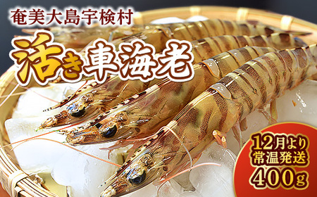 [先行予約]12月3日(水)発送希望 活き 車海老 (400g) [期間限定]年内発送 常温 活きたまま 宇検村産 車えび 魚介 エビ 海鮮 刺身 人気 くるまえび 奄美大島 宇検村 鹿児島