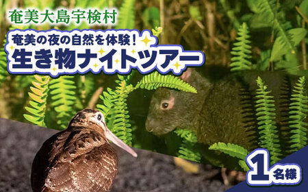 生き物ナイトツアー 1名様 奄美大島 宇検村 鹿児島県 旅行 自然 冒険 完全プライベート