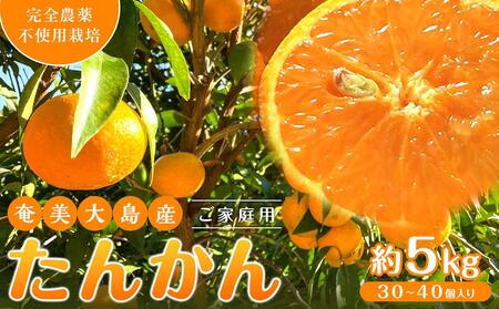 奄美大島産 たんかん 家庭用 5kg（約30～40個）＜完全農薬不使用栽培＞