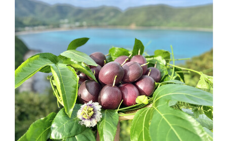 y2026NzscĩpbVt[ct哇˓Y@12^1kg^󏭂ȓ썑t[c^_IWiϔ