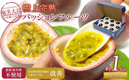 2026年先行受付[農薬・除草剤不使用]奄美大島産樹上完熟パッションフルーツ約1kg|パッションフルーツ 果物 くだもの