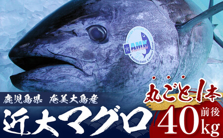 [近大マグロ 1本丸ごとお届け]鹿児島県 奄美大島産 近大マグロ 1本40kg前後 養殖クロマグロ 赤身 大トロ 中トロ 近畿大学