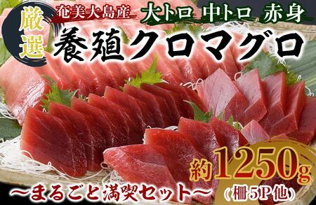 奄美大島産養殖クロマグロ 1,250g以上 まるごと満喫セット 柵5P他 大トロ 中トロ 赤身 かま ホホの身 大容量 冷凍