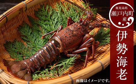 奄美大島 瀬戸内町産 伊勢海老 約2kg（加計呂麻の塩付き）