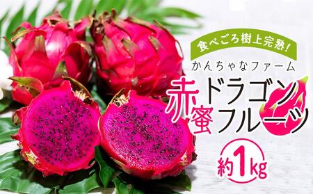 奄美産 食べごろ樹上完熟『赤蜜ドラゴンフルーツ』約1kg（2〜3玉）＜北海道・沖縄県配送不可＞