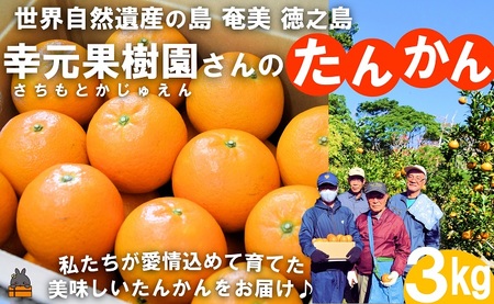 [先行予約]幸元(さちもと)果樹園さんのこだわりのたんかん(3kg) ( タンカン 果物 フルーツ 柑橘 みかん 鹿児島 奄美 徳之島 美味しい 旬 果肉 )