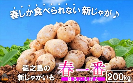 《今が旬！》～春しか食べられない 新じゃが～徳之島プレミアムブランド”春一番新じゃがいも”（200kg） ( バレイショ 野菜 旬 春 JA 徳之島 奄美 鹿児島 肉じゃが カレー じゃがバター 美味しい 人気 オススメ JA )