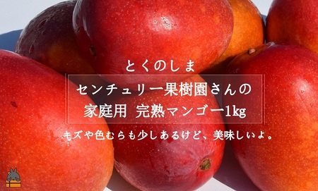 ≪今が旬!≫[家庭用]徳之島センチュリー果樹園さんの完熟マンゴー1kg(2〜3玉)( マンゴー フルーツ わけあり 訳あり 訳有 果物 完熟 無加温 徳之島 世界自然遺産 美味しい とろける 旬 贅沢 糖度 南の島 )