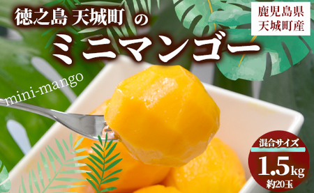 [数量限定][ご家庭用]徳之島 天城町産 ミニマンゴー 1.5kg マンゴー フルーツ