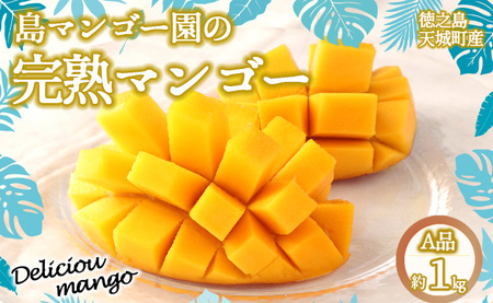 [2024年7月上旬以降配送開始][贈答用]島マンゴー園 完熟マンゴー A品 1kg マンゴー フルーツ