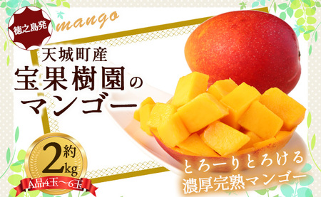 [2026年発送][先行受付]徳之島 天城町産 宝果樹園 完熟マンゴー A品 2kg 贈答用 マンゴー