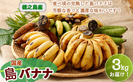 [鹿児島県天城町][2025年発送]徳之島子宝バナナ 3kg 島バナナ バナナ AL-10-N