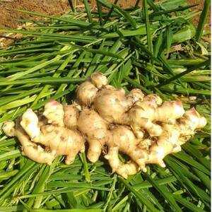 yʌ ͔|Ԓ_sgpz V ɐ咬Y VI 傤 4kg yR鑾zy1463323z