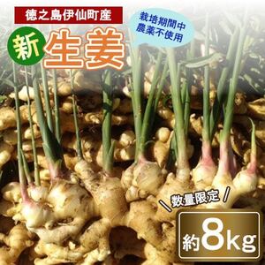 �y���ʌ��� �͔|���Ԓ��_��s�g�p�z ���V�� �ɐ咬�Y �V���I ���傤�� ��8kg �y���R�鑾�z�y1463324�z