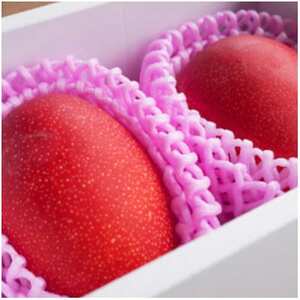 s\!2026N7 V ɐ咬 _蓿V}S[ 1kg͂!yϔzyzsnFzy1535573z
