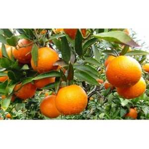 【先行予約!2026年1月下旬より発送】清水果樹園のたんかん《ご自宅用》約5kg【1456089】