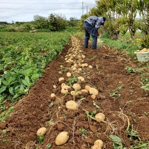 ys\! 2026N2{z ɐ咬 Yi L@͔| ΂ꂢ 5kgy1474129z