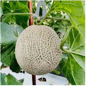 y2025N12菇zJcWt@[̃LL2(p)y1435052z