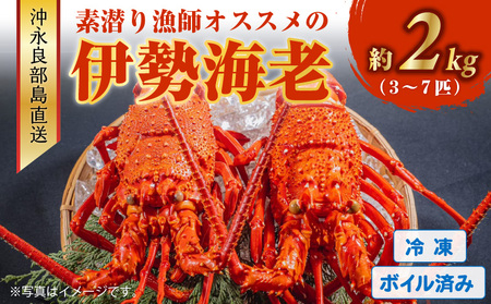 沖永良部島 直送 ！ 素潜り漁師 オススメ の ボイル済み 冷凍 伊勢海老 約 2kg （ 3 ～ 7匹 ）！ W030-012u ボイル済み冷凍伊勢海老 冷凍伊勢海老 イセエビ 伊勢えび 海老 エビ 海産物 海鮮 甲殻類 魚介 ぷりぷり 美味しい 甘い 新鮮 おいしい 天然 味噌汁 天ぷら 天そば おかず 夕食 惣菜 総菜 鹿児島県 西郷食堂 ふるさと納税 鹿児島 おすすめ ランキング プレゼント ギフト