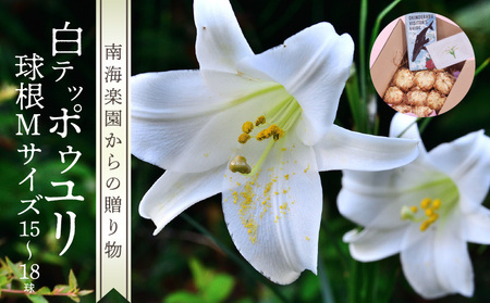 沖永良部島産 白テッポウユリ( えらぶ百合 )球根Mサイズ(15〜18球) W008-019u ユリ 植物 百合 ゆり 生花 フラワー 球根 シンボルフラワー 育てやすい 上品 純白 花 家庭菜園 花壇 福山花店 ふるさと納税 和泊町 おすすめ ランキング プレゼント ギフト