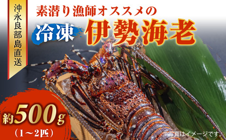 沖永良部島 直送 ! 素潜り漁師 オススメ の 冷凍 伊勢海老 約 500g ( 1 〜 2匹 )! W030-018 冷凍伊勢海老 イセエビ 伊勢えび 海老 エビ 海産物 海鮮 甲殻類 魚介 ぷりぷり 美味しい 甘い 新鮮 おいしい 天然 味噌汁 天ぷら 天そば おかず 夕食 惣菜 総菜 鹿児島県 西郷食堂 ふるさと納税 鹿児島 おすすめ ランキング プレゼント ギフト