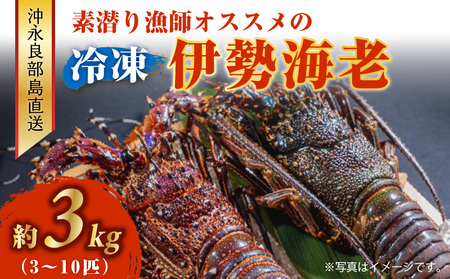 沖永良部島 直送 ！ 素潜り漁師 オススメ の 冷凍 伊勢海老 約 3kg （ 3 ～ 10匹 ）！ W030-004u 冷凍伊勢海老 イセエビ 伊勢えび 海老 エビ 海産物 海鮮 甲殻類 魚介 ぷりぷり 美味しい 甘い 新鮮 おいしい 天然 味噌汁 天ぷら 天そば おかず 夕食 惣菜 総菜 鹿児島県 西郷食堂 ふるさと納税 鹿児島 おすすめ ランキング プレゼント ギフト
