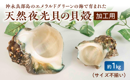 [W061-001u]沖永良部島の天然夜光貝の貝殻(加工用)1キロ サイズ不揃い