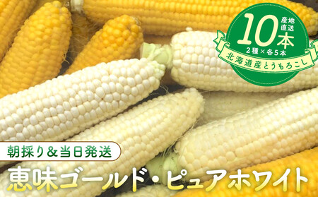 [2026年8月中旬発送開始]北海道産とうもろこし(恵味ゴールド5本・ピュアホワイト5本セット)