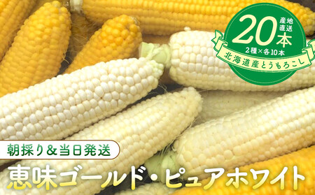 【2026年8月中旬発送開始】北海道産とうもろこし（恵味ゴールド10本・ピュアホワイト10本セット）