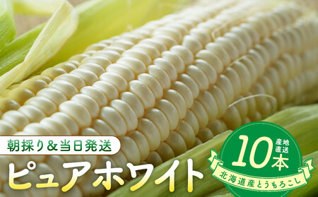 [2026年8月中旬発送開始]北海道産とうもろこし(ピュアホワイト10本)