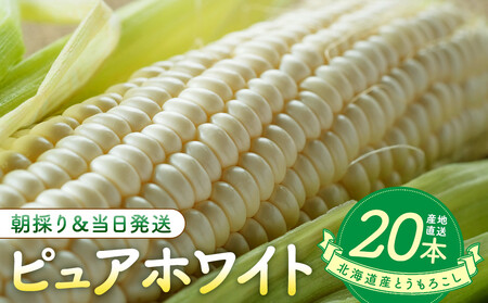 �y2026�N8�����{�����J�n�z�k�C���Y�Ƃ����낱���i�s���A�z���C�g20�{�j