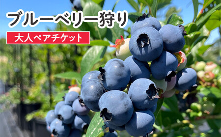 ブルーベリー狩り (大人2人)