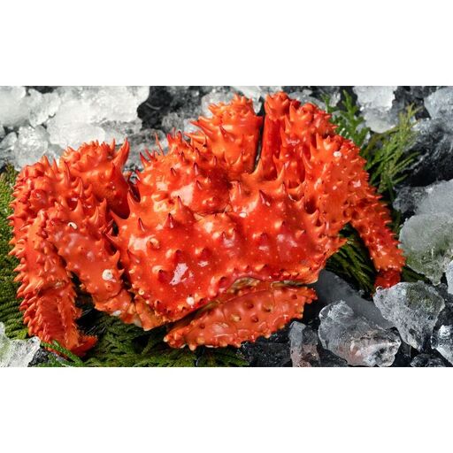 カニ 幻の蟹 厚岸産 浜茹で 花咲がに 1.5kg(3尾〜5尾)[ 蟹 かに 新鮮 花咲ガニ 花咲蟹 産地直送 ]