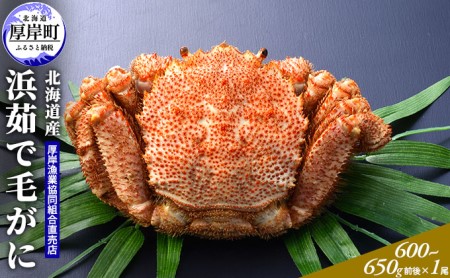 北海道産 浜茹で 毛がに(600〜650g前後)1尾 毛カニ 蟹 かに カニ 魚貝類