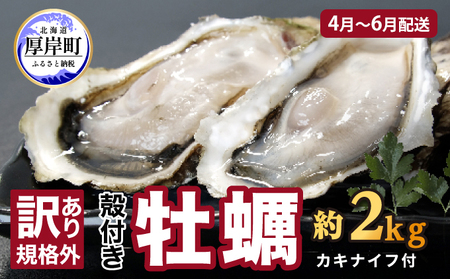 2025年4月〜6月配送 訳あり ハーフ 規格外 牡蠣 北海道厚岸産 殻付カキ 約2kg(11〜25個)カキナイフ付 生食
