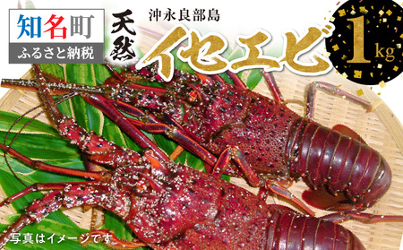 沖永良部島 の 天然 イセエビ 1kg C010-009 海老 エビ えび 伊勢海老 伊勢えび 伊勢エビ 海産物 魚介類 魚貝類 甲殻類 焼きエビ 焼きえび ボイル海老 ボイルえび ボイルエビ 海老汁 エビ汁 えび汁 冷凍 とれたて 獲れたて ご馳走 ごちそう 濃厚 甘み 鍋 ボイル 新鮮 贅沢 ぜいたく ご褒美 美味しい おいしい ぷりぷり プリプリ 沖永良部島漁業協同組合 ふるさと納税 鹿児島県 知名町 おすすめ ランキング プレゼント ギフト