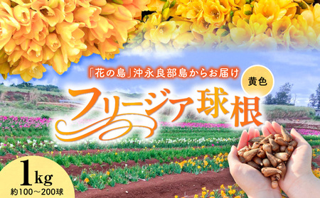 【 先行受付 】 フリージア 球根 （ 黄色 ） 1kg C076-001-02 花 植物
