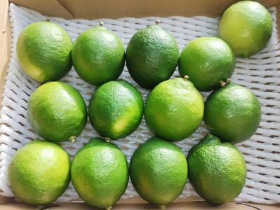 【先行予約】爽やか一番!!　【夏のヨロン翠ライム】（1kg：10～15個入り）　