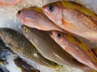 [泊漁港直送] 沖縄美ら海鮮魚2kgセット