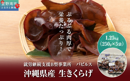 沖縄県産 生きくらげ1.25kg (250g5袋) | 就労継続支援B型事業所パピルス | 国産 肉厚 ぷるぷる 産地直送 採れたて 新鮮 | 健康 美容 鉄分 食物繊維 ビタミンD グルメ | 沖縄県 宜野湾市 送料無料