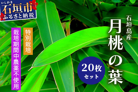 自然栽培の「月桃の葉20枚」セット(特別栽培、栽培期間中農薬不使用)[ 沖縄県石垣市 沖縄 石垣 石垣島 石垣島産 月桃 葉 鑑賞 農薬不使用 化学肥料不使用 離島のいいもの 沖縄いいもの石垣島 ]OI-15