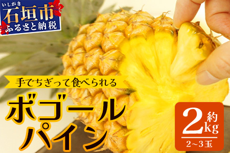 石垣島産 ボゴールパイン 2〜3玉セット 約2kg[産地直送 石垣島産 石垣 完熟 パイン パイナップル スナックパイン ボゴール ]TD-2