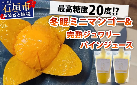 [8月以降順次発送]最高糖度20度!?冬眠ミニマンゴーと完熟ジュワリーパインジュース