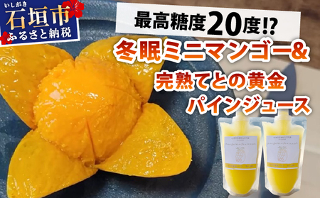 [8月以降順次発送]最高糖度20度!?冬眠ミニマンゴーと完熟てとの黄金パインジュース