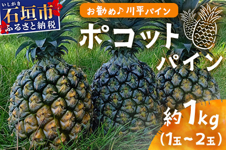 [予約受付]ポコットパイン1kg(1〜2玉)お勧め♪川平パイン[2025年5月〜10月頃順次発送]KN-3