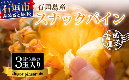 [先行予約]石垣島産 中玉スナックパイン(ボゴール)3玉 合計約3kg [2025年夏季 順次発送] 